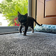 California is registered to the contest to win money with this photo: animal, carpet, cat, collar, cozy, curious, door, feline, greenery, home, indoor, kitten, pet, plant, portrait, sunlight, tortoiseshell, walking, window, young