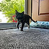 animal, carpet, cat, collar, cozy, curious, door, feline, greenery, home, indoor, kitten, pet, plant, portrait, sunlight, tortoiseshell, walking, window, young