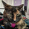 California joined the competition — help win amazing prizes! animal, bedroom, blanket, cat, close_up, collar, cute, domestic_cat, ears, feline, fur, green_eyes, indoor, pet, portrait, relaxed, resting, tag, tortoiseshell, whiskers