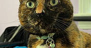 California is registered to the contest to win money with this photo: animal, bed, blanket, cat, closeup, collar, companion, curious, cute, domestic_cat, feline, fur, green_eyes, indoor, pet, portrait, tag, tortoiseshell_cat, whiskers, window