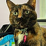 animal, bed, blanket, cat, closeup, collar, companion, curious, cute, domestic_cat, feline, fur, green_eyes, indoor, pet, portrait, tag, tortoiseshell_cat, whiskers, window
