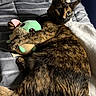 California is registered to the contest to win money with this photo: animal, bed, cat, claws, comfort, cozy, cute, feline, fur, green_toy, indoor, looking, paws, pet, plush_toy, relaxed, resting, soft_light, striped_bedspread, tortoiseshell_cat