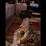 Nala is registered to the contest to win money with this photo: animal, bed, blurred_background, carpet, cat, close_up, cozy, curious, domestic, face, feline, fur, household, indoor, pet, portrait, tabby, tabby_cat, whiskers, wide_eyes