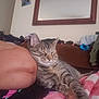 arm, blanket, cat, comfort, couch, cozy, domestic_animal, feline, fur, home, indoor, mirror, person, pet, relaxation, resting, sleeping, sofa, striped, tabby_cat