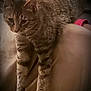Nala is registered to the contest to win money with this photo: animal, brown, cat, closeup, cozy, cute, domestic_animal, ears, feline, fur, indoor, legs, mammal, pet, relaxed, resting, soft_lighting, striped, tabby_cat, whiskers