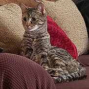 Nala is registered to the contest to win money with this photo: animal, cat, couch, cozy, curious, cushion, domestic, ears, feline, fur, home, indoor, pet, relaxed, resting, seated, striped, tabby, tail, whiskers