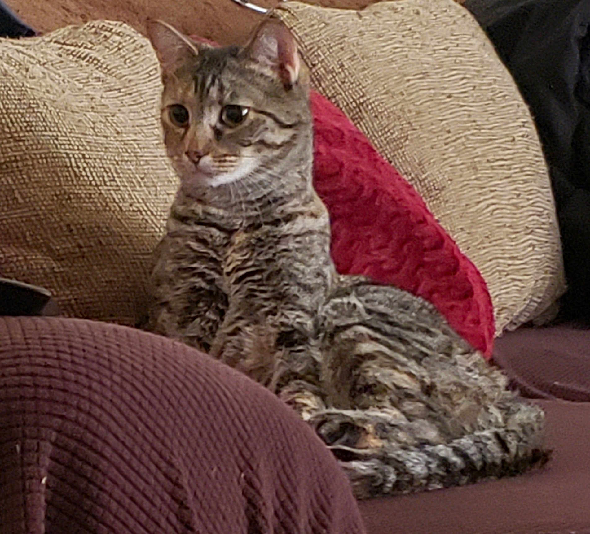 Nala