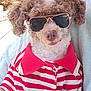 dog, curly_fur, sunglasses, red_polo_shirt, striped_clothing, pet, cute, outdoor, sunlight, portrait, animal, fashion, canine, close_up, summer, friendly, fluffy, casual, companion, relaxed