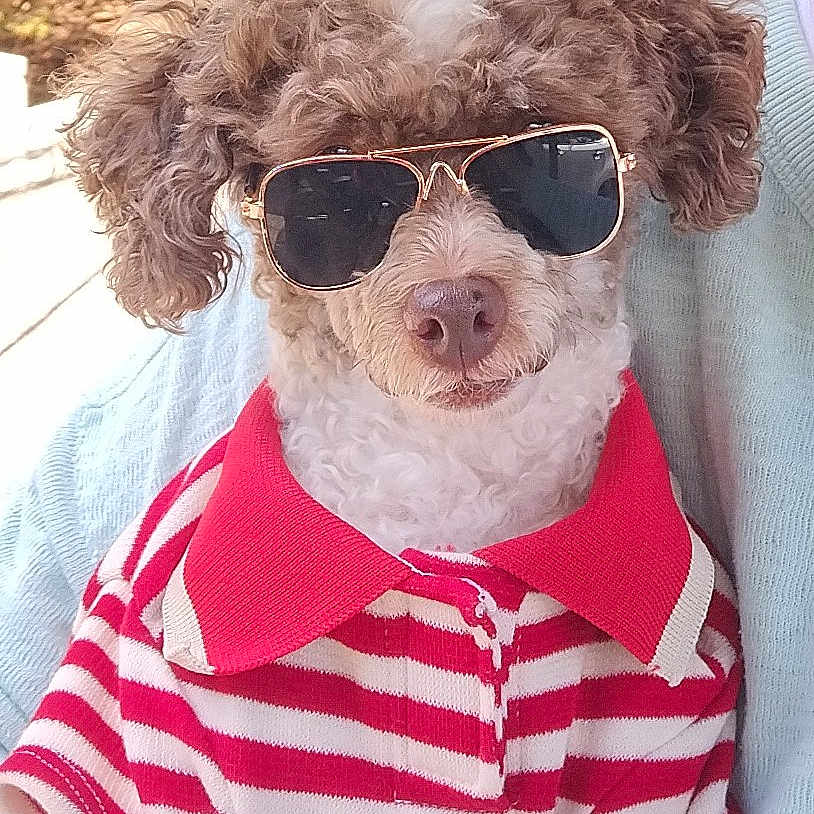 Indy Anna Jones joined the competition — help win amazing prizes! animal, canine, casual, close_up, companion, curly_fur, cute, dog, fashion, fluffy, friendly, outdoor, pet, portrait, red_polo_shirt, relaxed, striped_clothing, summer, sunglasses, sunlight
