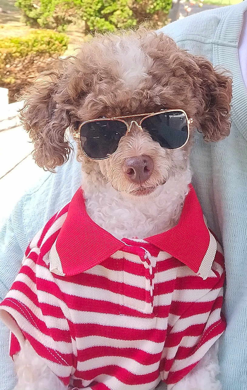 Indy Anna Jones joined the competition — help win amazing prizes! dog, curly_fur, sunglasses, red_polo_shirt, striped_clothing, pet, cute, outdoor, sunlight, portrait, animal, fashion, canine, close_up, summer, friendly, fluffy, casual, companion, relaxed