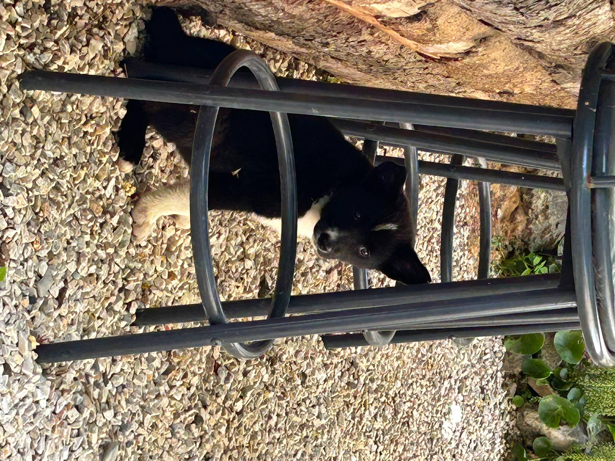 Uby a rejoint le concours — aidez-le/la à gagner de superbes lots ! auto_part, automotive_exterior, building, bumper, carnivore, felidae, landscape, metal, plant, shade, shadow, soil, tail, terrestrial_animal, tints_and_shades, tree, wildlife, window, wood