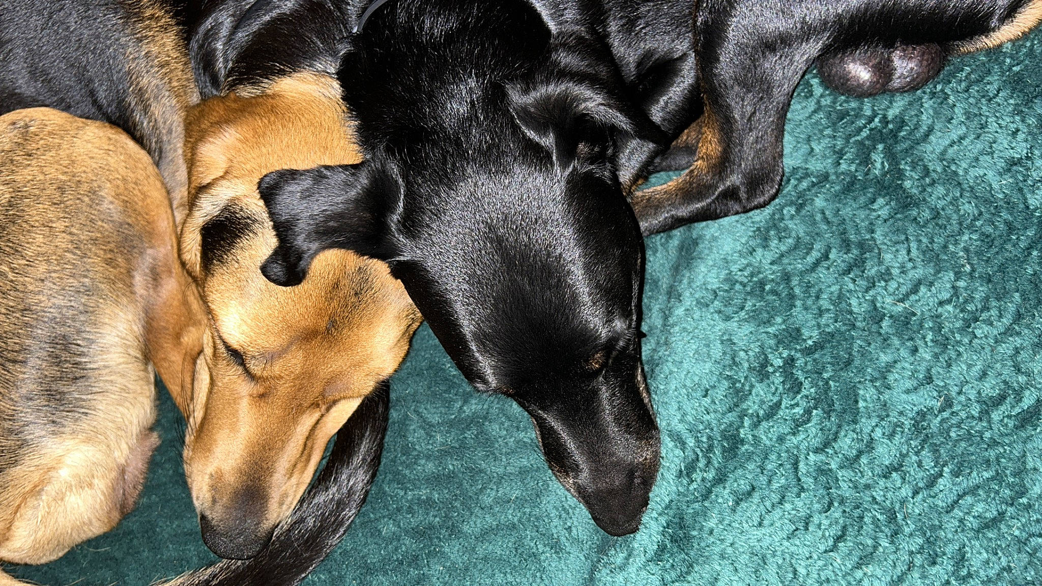 Bandy Et Syrah participe au concours pour gagner de l'argent avec cette photo : canidae, carnivore, close_up, companion_dog, dog, dog_breed, fawn, fur, gesture, guard_dog, human_leg, plant, snout, sporting_group, terrestrial_animal, whiskers, working_animal, working_dog