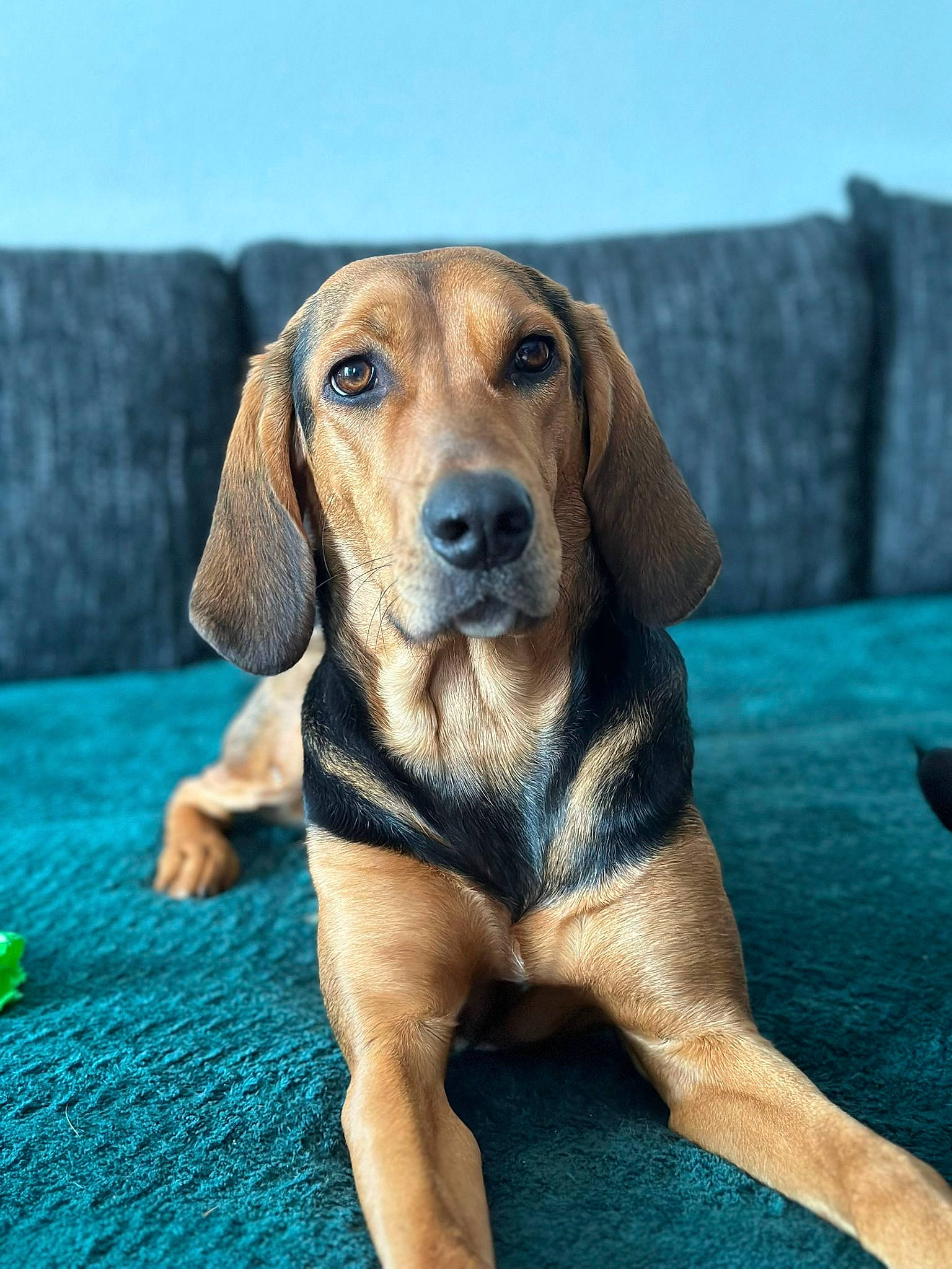 Syrah a rejoint le concours — aidez-le/la à gagner de superbes lots ! canidae, carnivore, companion_dog, couch, dog, dog_breed, fawn, hound, hunting_dog, liver, scent_hound, snout, sporting_group, terrestrial_animal, whiskers, wood, working_animal