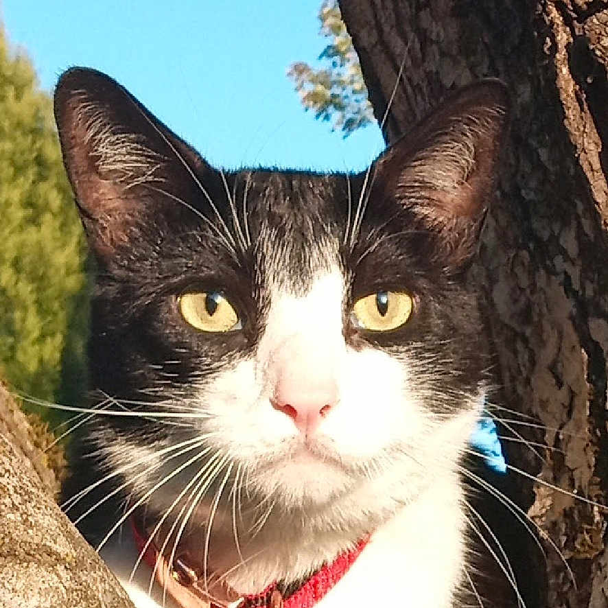 Handsome Buddy joined the competition — help win amazing prizes! alert, animal, black_and_white, branch, cat, closeup, collar, curious, daylight, fur, mammal, nature, outdoor, pet, portrait, sunlight, tree, whiskers, wildlife, yellow_eyes