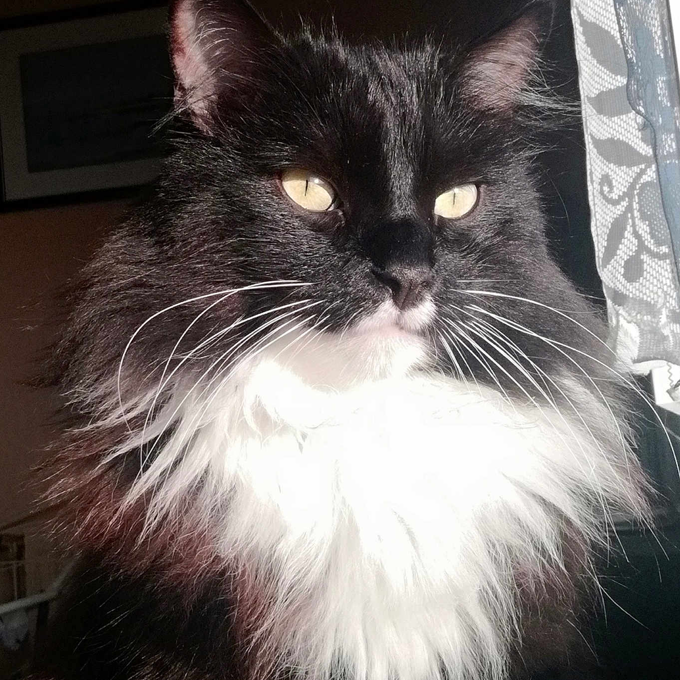 Francky
