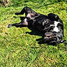 Zeus a rejoint le concours — aidez-le/la à gagner de superbes lots ! dog, black_dog, white_patch, grass, sunlight, outdoor, happy, playful, pet, animal, nature, smiling, rolling, canine, greenery, daylight, fur, tongue, relaxed, joyful
