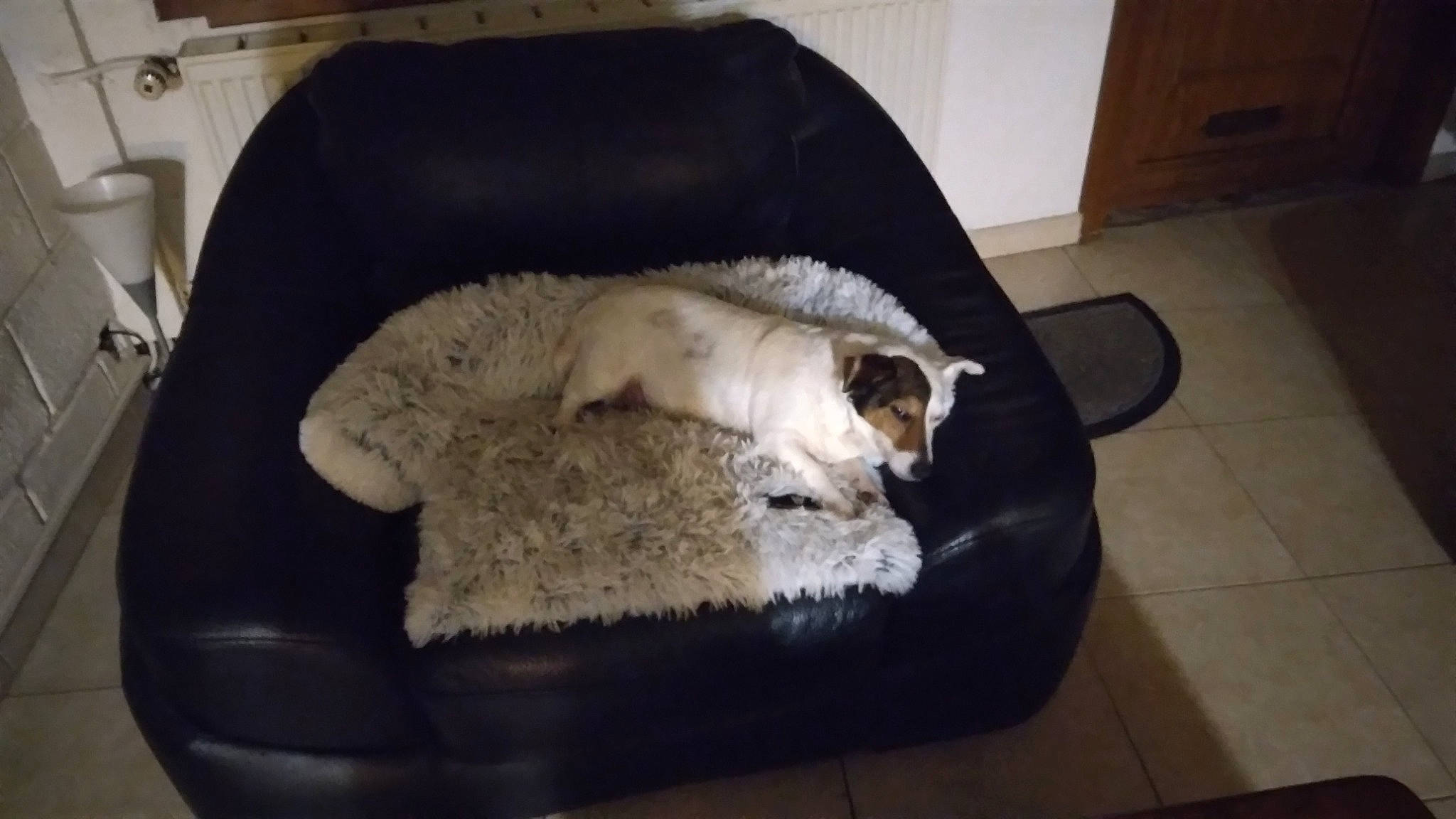 Leika a rejoint le concours — aidez-le/la à gagner de superbes lots ! carnivore, comfort, companion_dog, couch, dog_breed, domestic_short_haired_cat, fawn, felidae, flooring, fur, hardwood, linens, living_room, mammal, nap, small_to_medium_sized_cats, sporting_group, tail, whiskers, wood