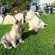 Niño a rejoint le concours — aidez-le/la à gagner de superbes lots ! backyard, canine, daylight, decorative_rocks, dog, furniture, garden, grass, greenery, nature, outdoor, pet, plants, playful, relaxation, stone_statue, sunlight, sunny, tongue_out, two_dogs