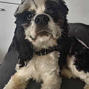 Vini participe au concours pour gagner de l'argent avec cette photo : animal, black_and_white, canine, close_up, collar, companion, cute, dog, domestic_animal, ears, face, fluffy, friend, fur, indoor, laying_down, pet, portrait, relaxed, snout