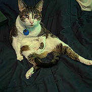 Kaitlyn joined the competition — help win amazing prizes! animal, blue_blanket, cat, collar, cozy, cute, domestic, feline, fur, indoor, looking_at_camera, paws, pet, portrait, relaxed, resting, sitting, striped, tabby, whiskers