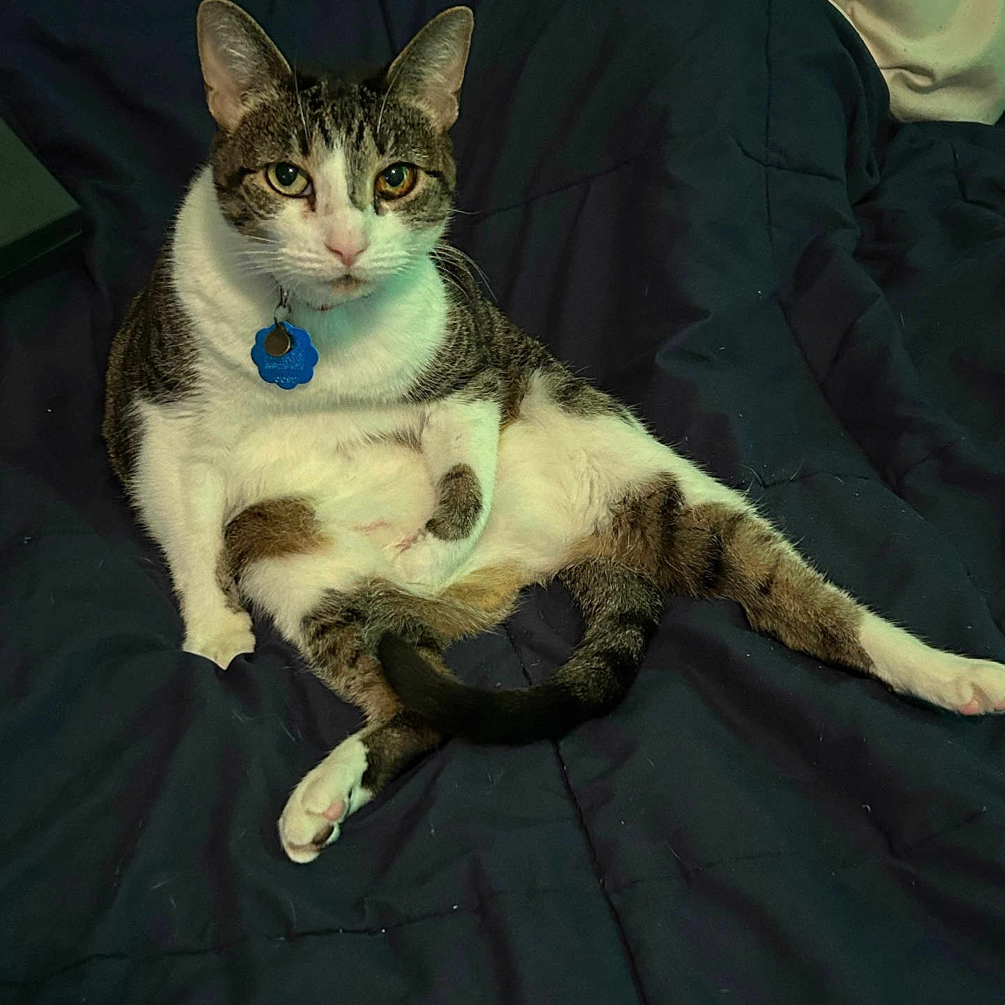 Kaitlyn joined the competition — help win amazing prizes! animal, blue_blanket, cat, collar, cozy, cute, domestic, feline, fur, indoor, looking_at_camera, paws, pet, portrait, relaxed, resting, sitting, striped, tabby, whiskers