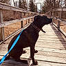 Sargent Sage joined the competition — help win amazing prizes! dog, leash, bridge, wooden_bridge, outdoor, nature, trees, sunlight, shadow, calm, pet, animal, sitting, brown, collar, quiet, peaceful, daytime, sky, serene