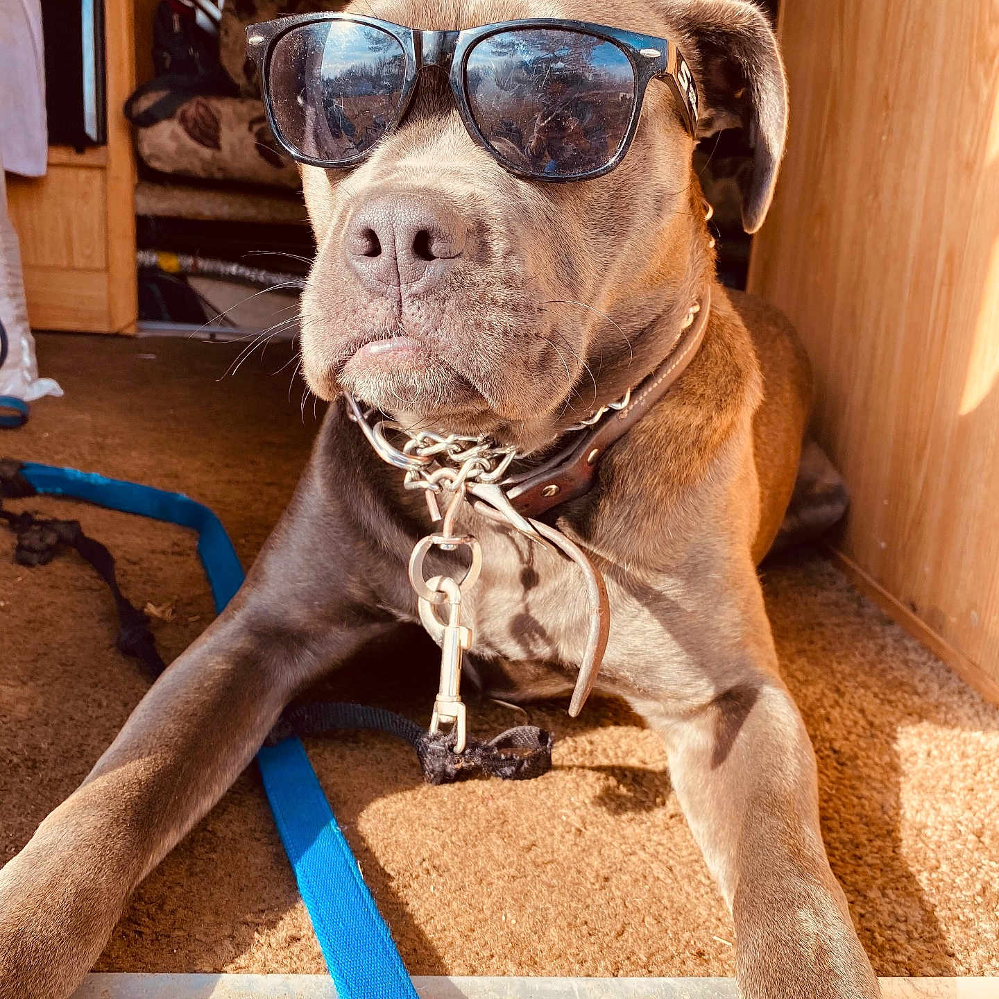 Sargent Sage joined the competition — help win amazing prizes! dog, sunglasses, leash, indoor, brown_dog, collar, resting, sunlight, carpet, wood_paneling, pet, animal, close_up, canine, cool, relaxed, accessory, shaded, portrait, domestic