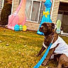 Sargent Sage is registered to the contest to win money with this photo: dog, leash, grass, inflatable, easter_bunny, easter_eggs, costume, house, window, chain, blue_leash, brown_dog, outdoor, spring, holiday_decoration, yard, fence, pet, playful, festive