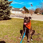 Sargent Sage joined the competition — help win amazing prizes! dog, black_dog, orange_bandana, leash, grass, tree, suburban, house, street, sidewalk, flag, blue_sky, sunny, happy, pet, sitting, tongue_out, daytime, outdoor, nature