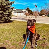 dog, black_dog, orange_bandana, leash, grass, tree, suburban, house, street, sidewalk, flag, blue_sky, sunny, happy, pet, sitting, tongue_out, daytime, outdoor, nature