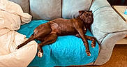 Sargent Sage is registered to the contest to win money with this photo: dog, brown_dog, couch, blue_quilt, blanket, living_room, carpet, relaxed, resting, pet, furniture, indoor, cozy, canine, laying_down, domestic_animal, home, comfortable, sleepy, fur