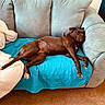 dog, brown_dog, couch, blue_quilt, blanket, living_room, carpet, relaxed, resting, pet, furniture, indoor, cozy, canine, laying_down, domestic_animal, home, comfortable, sleepy, fur