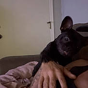 Wednesday is registered to the contest to win money with this photo: alert, animal, black_dog, couch, dark_fur, dog, door, ears, framed_picture, hand, home, indoors, lap, living_room, person, pet, portrait, puppy, sitting, sofa
