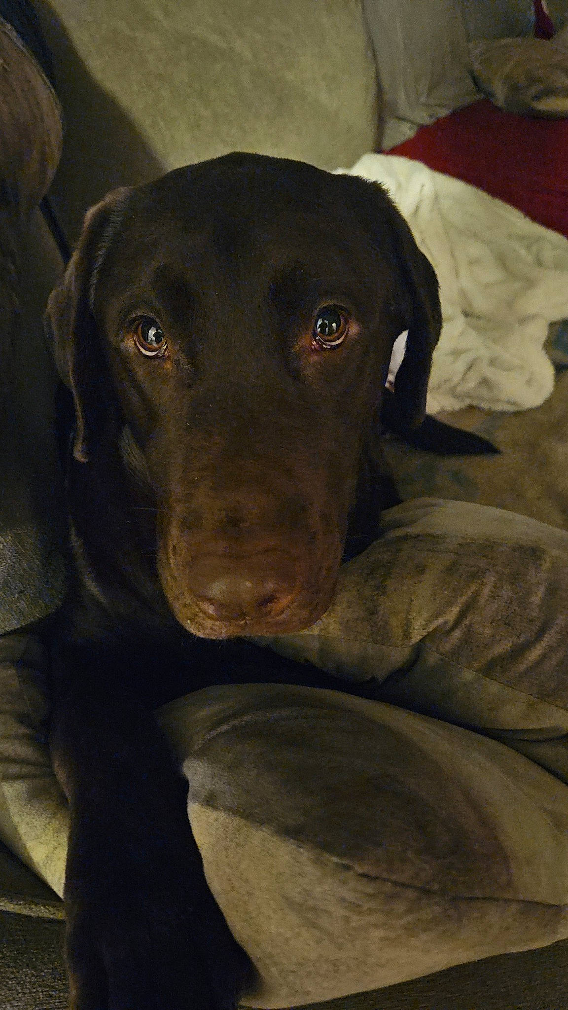 Dex is registered to the contest to win money with this photo: borador, canidae, carnivore, comfort, companion_dog, dog, dog_breed, fur, guard_dog, gun_dog, hunting_dog, liver, pointing_breed, snout, sporting_group, whiskers, working_animal