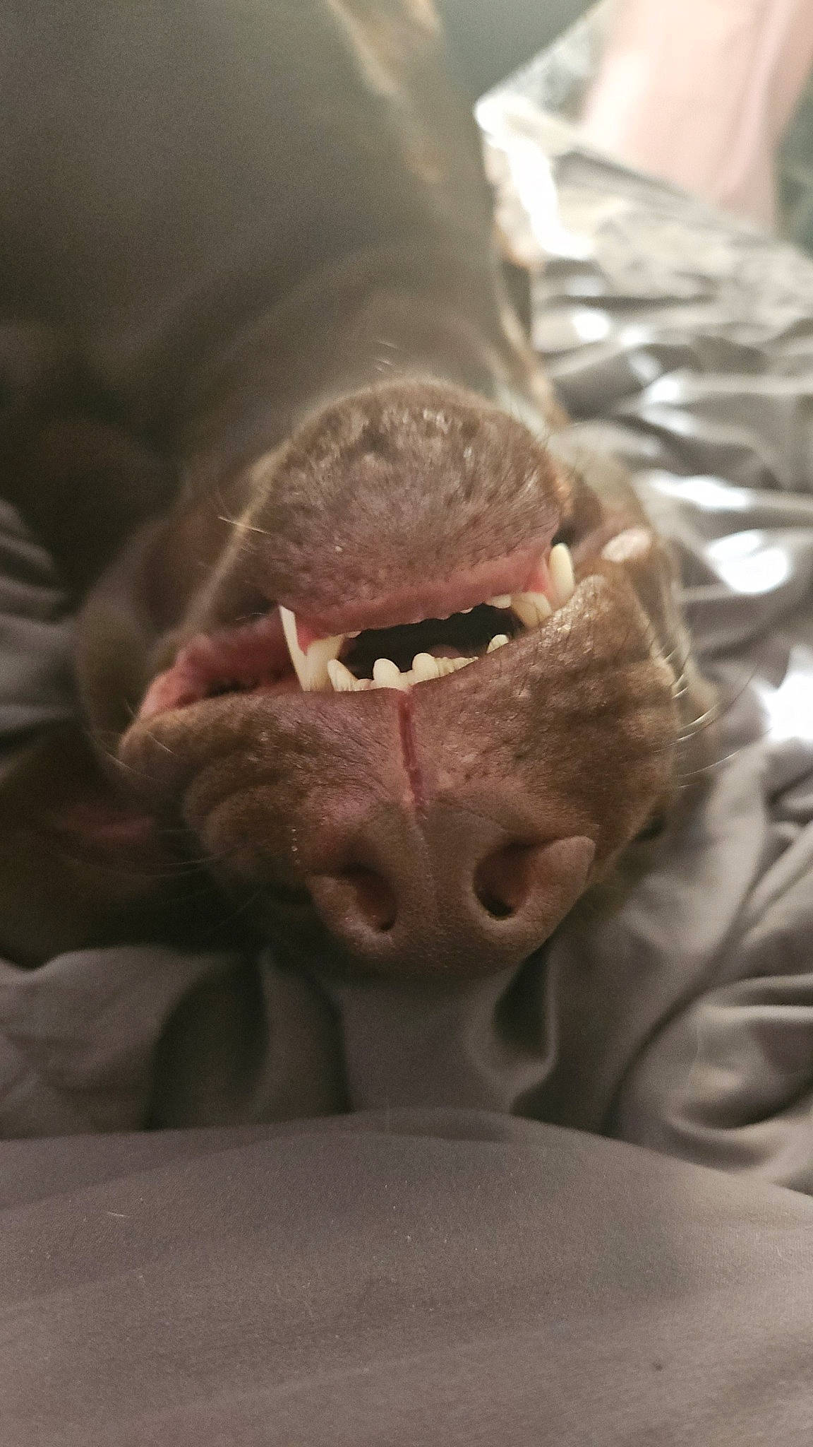 Dex is registered to the contest to win money with this photo: child, comfort, dog_breed, eyewear, facial_hair, finger, flesh, fun, fur, gesture, glasses, human_body, jaw, neck, nose, personal_protective_equipment, snout, sporting_group, whiskers, wrinkle