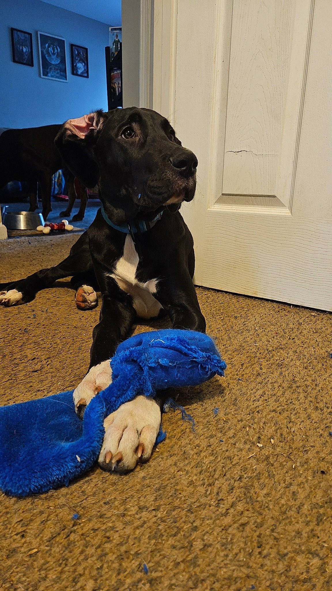 Kali is registered to the contest to win money with this photo: canidae, carnivore, companion_dog, dog, dog_breed, dog_clothes, dog_supply, door, electric_blue, fawn, flooring, foot, fur, guard_dog, human_leg, pet_supply, sporting_group, toy_dog, wood, working_animal