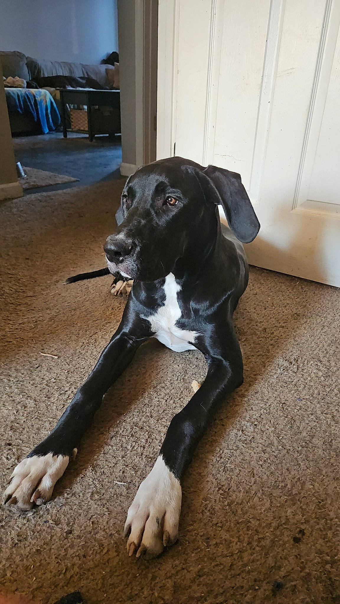 Kali is registered to the contest to win money with this photo: borador, canidae, carnivore, companion_dog, dog, dog_breed, dog_collar, fawn, floor, flooring, fur, great_dane, guard_dog, paw, personal_protective_equipment, snout, sporting_group, tail, whiskers, working_animal