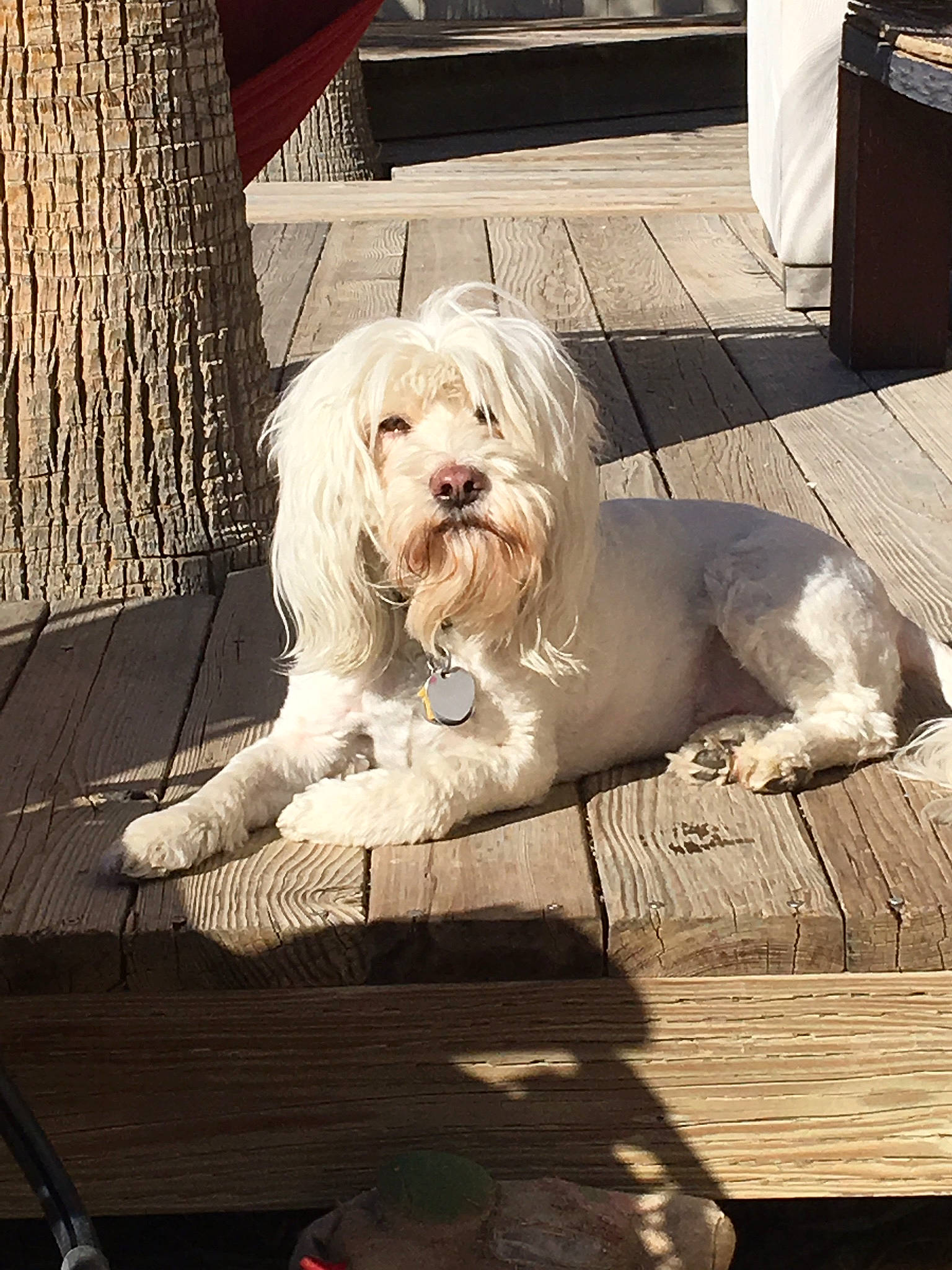 Tibet joined the competition — help win amazing prizes! canidae, carnivore, companion_dog, dog, dog_breed, dog_collar, dog_supply, eyewear, flooring, fur, road_surface, sidewalk, sitting, small_terrier, snout, sporting_group, terrier, toy_dog, tree, wood