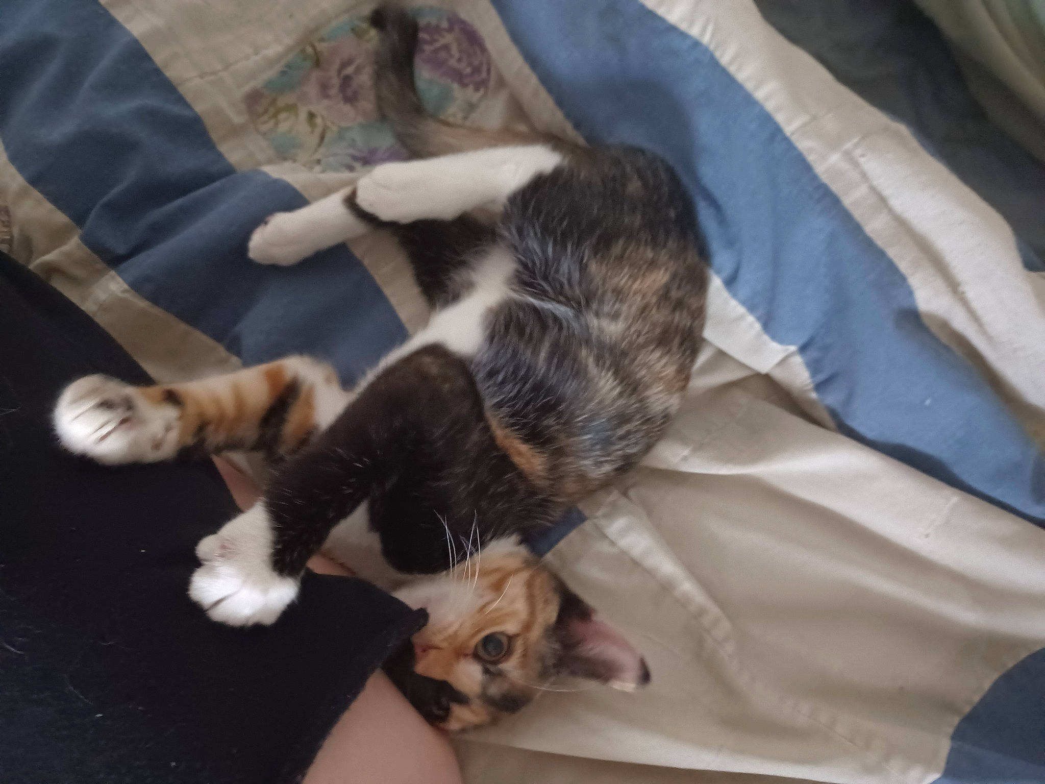 Cookie joined the competition — help win amazing prizes! canidae, carnivore, cat, claw, comfort, companion_dog, dog_breed, domestic_short_haired_cat, felidae, fur, lap, paw, small_to_medium_sized_cats, sporting_group, tail, whiskers