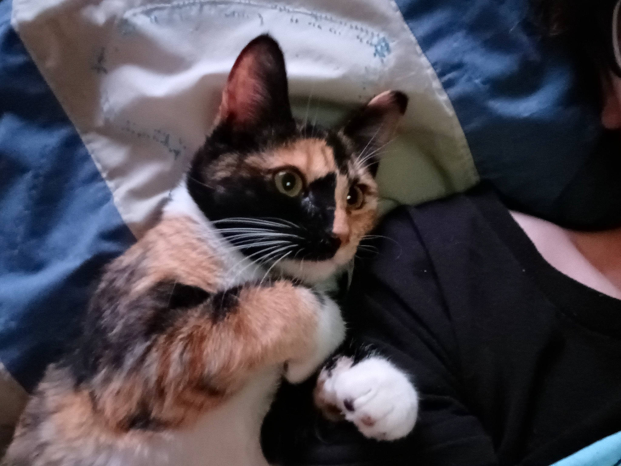 Cookie is registered to the contest to win money with this photo: carnivore, cat, claw, comfort, domestic_short_haired_cat, felidae, formal_wear, fur, gesture, lap, paw, sitting, sleeve, small_to_medium_sized_cats, snout, tail, tree, whiskers