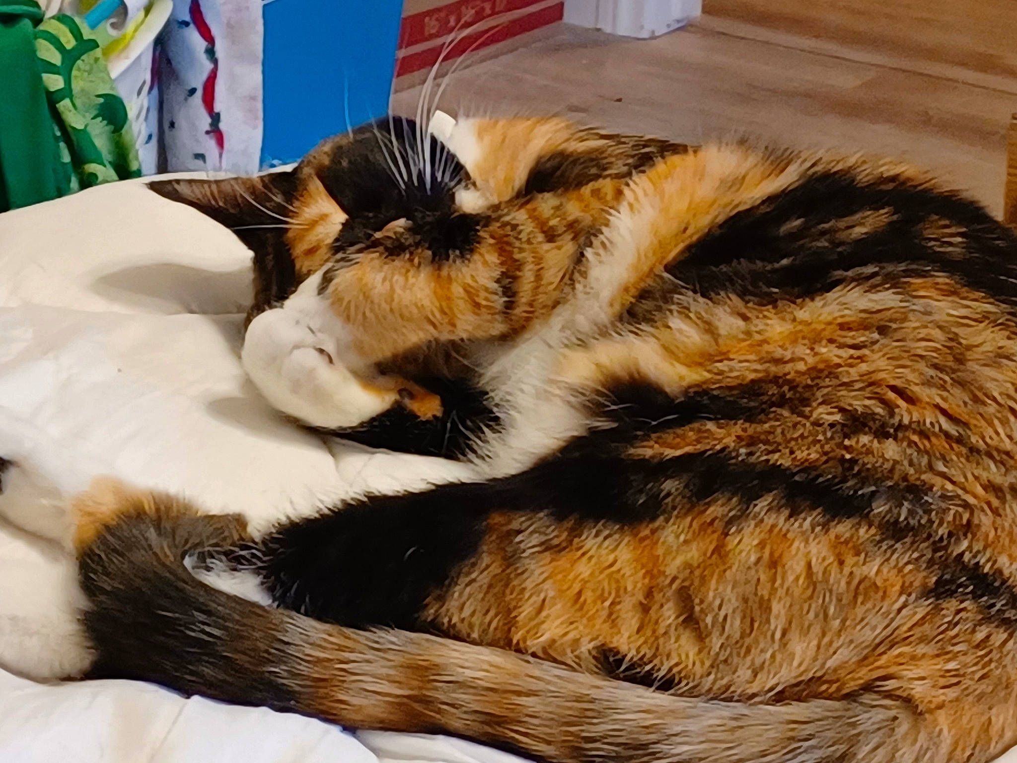 Cookie joined the competition — help win amazing prizes! carnivore, cat, claw, comfort, domestic_short_haired_cat, fawn, felidae, foot, fur, human_leg, nap, natural_material, paw, plant, sleep, small_to_medium_sized_cats, snout, tail, terrestrial_animal, whiskers