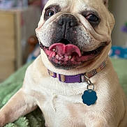 Stella joined the competition — help win amazing prizes! dog, french_bulldog, pet, collar, id_tag, tongue, teeth, close_up, portrait, indoor, blanket, bed, happy, panting, wrinkled_face, ears, nose, whiskers, chubby, shallow_depth_of_field