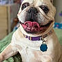 dog, french_bulldog, pet, collar, id_tag, tongue, teeth, close_up, portrait, indoor, blanket, bed, happy, panting, wrinkled_face, ears, nose, whiskers, chubby, shallow_depth_of_field