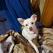 Shadow joined the competition — help win amazing prizes! dog, small_dog, white_dog, blanket, blue_towel, wood_paneling, indoor, pet, fur, curious_eyes, cozy, resting, animal, companion, cute, comfort, relaxed, household, portrait, sitting