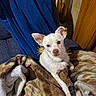 dog, small_dog, white_dog, blanket, blue_towel, wood_paneling, indoor, pet, fur, curious_eyes, cozy, resting, animal, companion, cute, comfort, relaxed, household, portrait, sitting