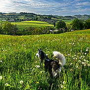 Loona participe au concours pour gagner de l'argent avec cette photo : dog, husky, meadow, grass, dandelion, field, greenery, countryside, hills, sky, clouds, nature, outdoor, animal, pet, landscape, scenic, sunlight, flora, peaceful