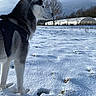 Loona a rejoint le concours — aidez-le/la à gagner de superbes lots ! animal, canine, cloudy_sky, cold, daylight, dog, field, fur, harness, landscape, muzzle, nature, outdoor, pet, profile, quiet, siberian_husky, snow, tree, winter