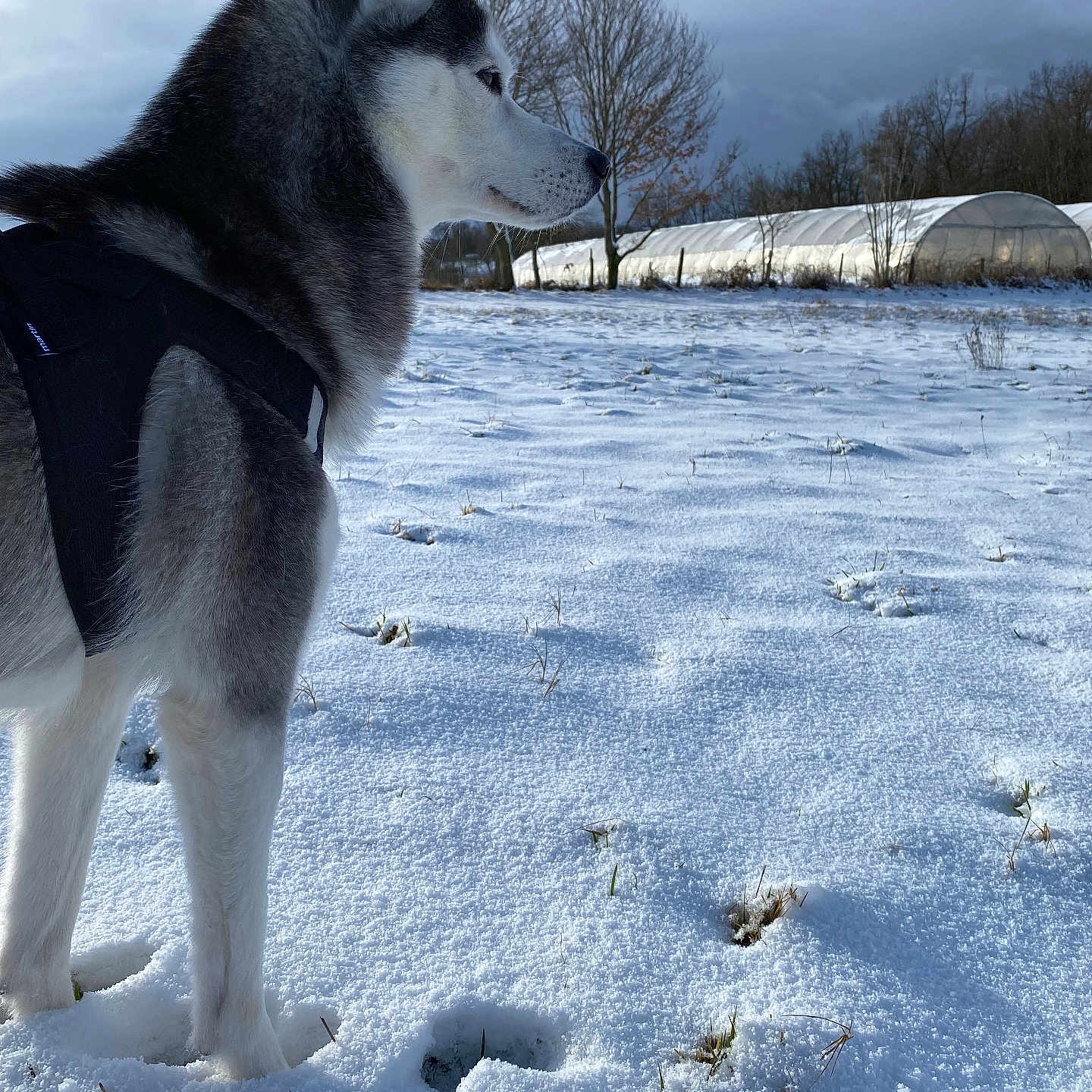 Loona a rejoint le concours — aidez-le/la à gagner de superbes lots ! animal, canine, cloudy_sky, cold, daylight, dog, field, fur, harness, landscape, muzzle, nature, outdoor, pet, profile, quiet, siberian_husky, snow, tree, winter