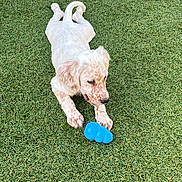 Bella a rejoint le concours — aidez-le/la à gagner de superbes lots ! dog, puppy, grass, toy, blue_toy, playful, outdoor, pet, canine, young_dog, white_dog, speckled, cute, animal, nature, laying_down, attention, cheerful, summer, greenery