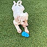 dog, puppy, grass, toy, blue_toy, playful, outdoor, pet, canine, young_dog, white_dog, speckled, cute, animal, nature, laying_down, attention, cheerful, summer, greenery